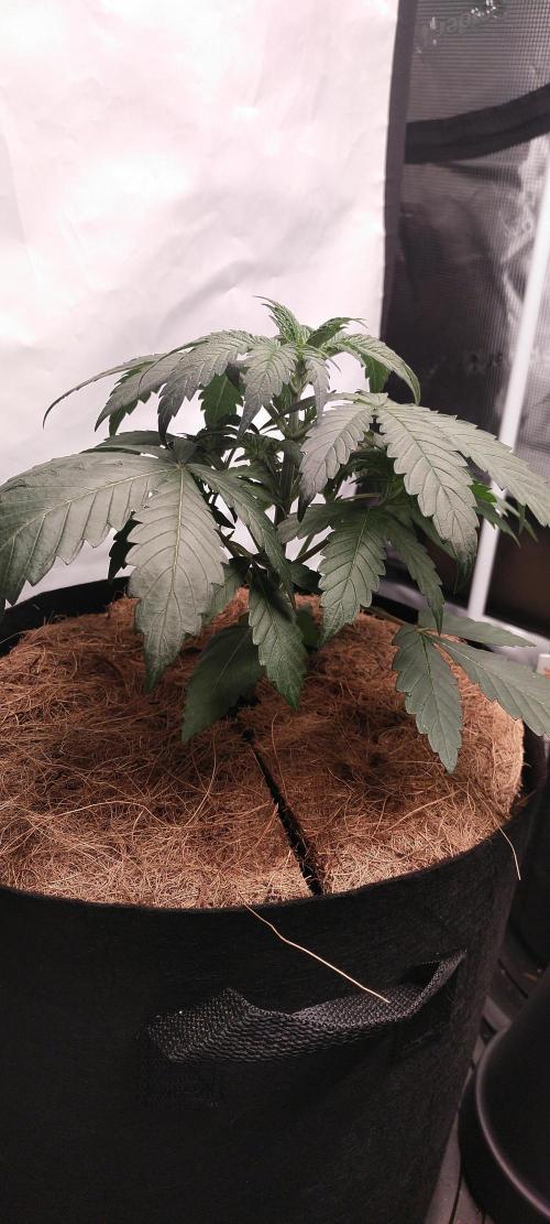 Bruce Banner#3. Week 3