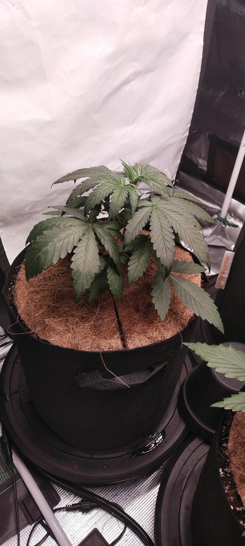 Grow Tent 5'x5'x6.5' (150cm x 150cm x 200cm). Week 3