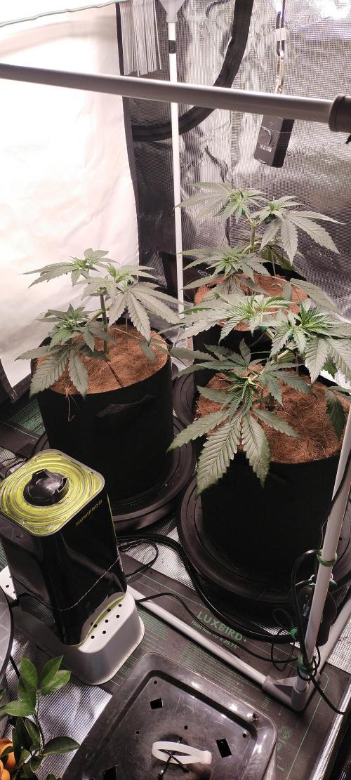 Bruce Banner#3. Week 4