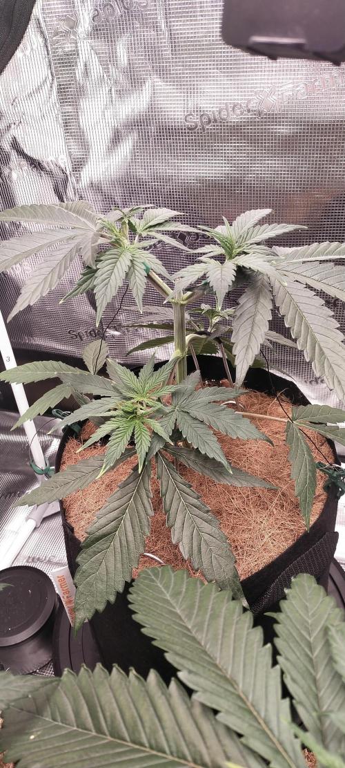 Bruce Banner#3. Week 4