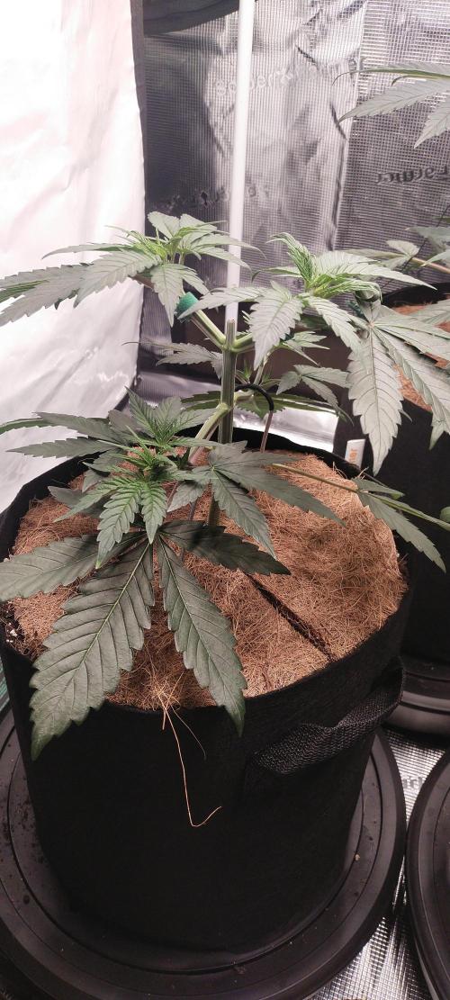 Bruce Banner#3. Week 4