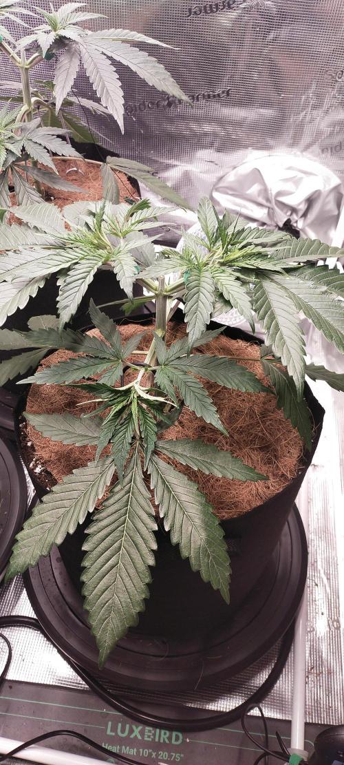 Bruce Banner#3. Week 4