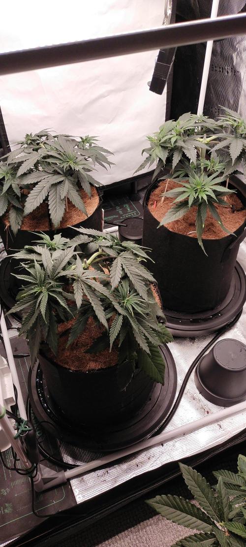 Bruce Banner#3. Week 5