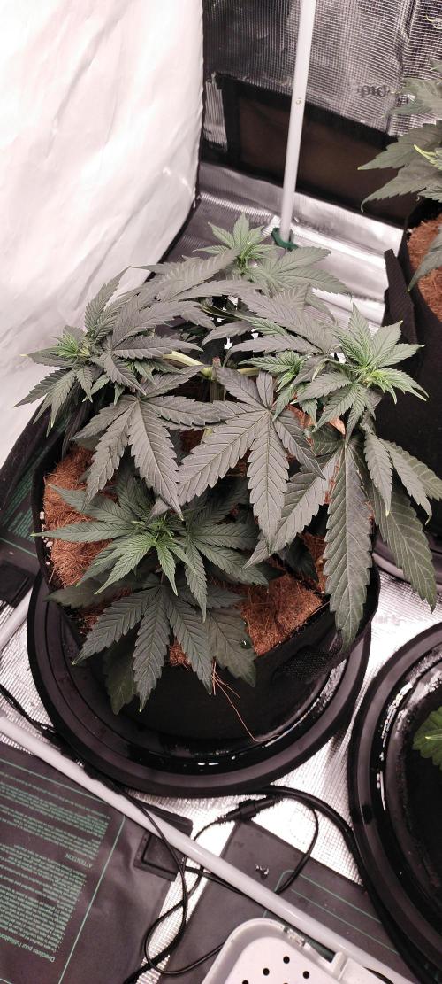 Bruce Banner#3. Week 5