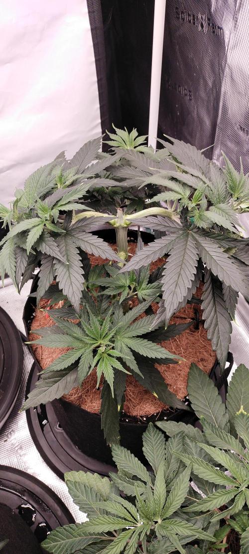 Bruce Banner#3. Week 5