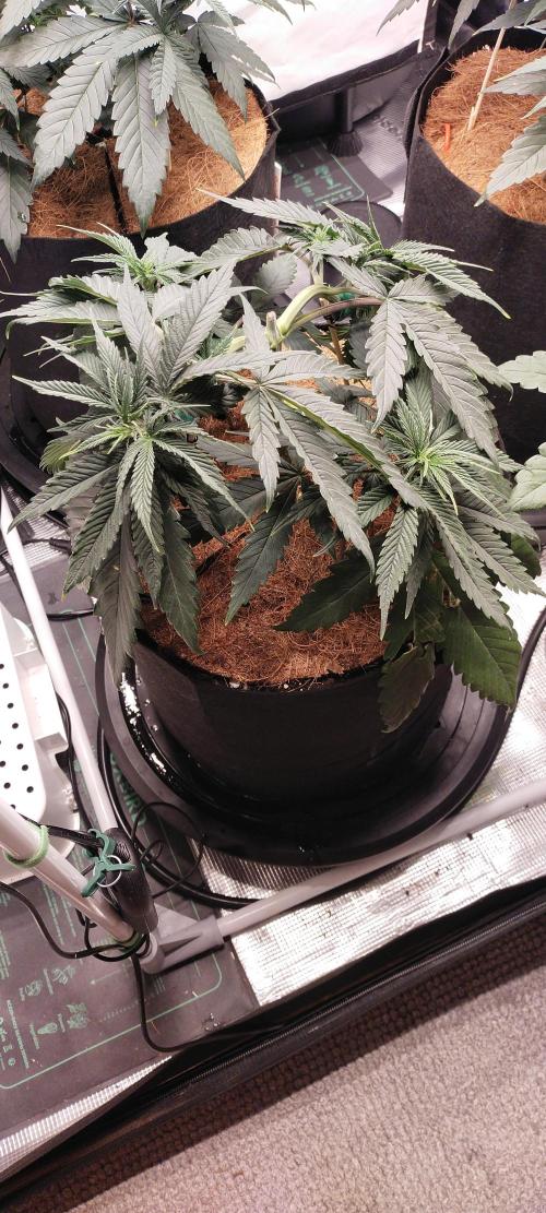 Grow Tent 5'x5'x6.5' (150cm x 150cm x 200cm). Week 5