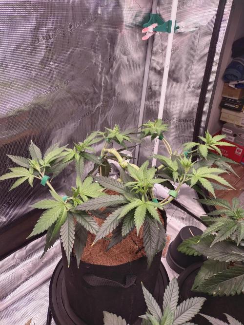 Bruce Banner#3. Week 6