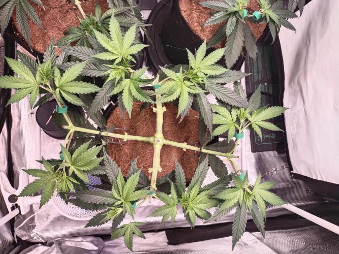 Bruce Banner#3. Week 6