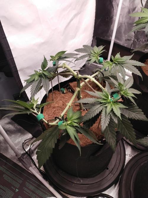 Bruce Banner#3. Week 6