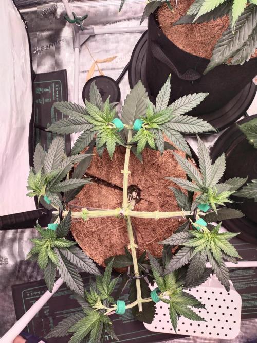 Bruce Banner#3. Week 6
