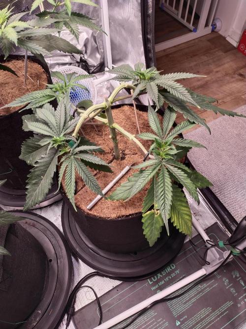 Bruce Banner#3. Week 6