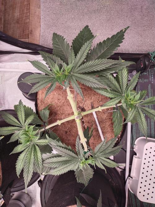 Bruce Banner#3. Week 6