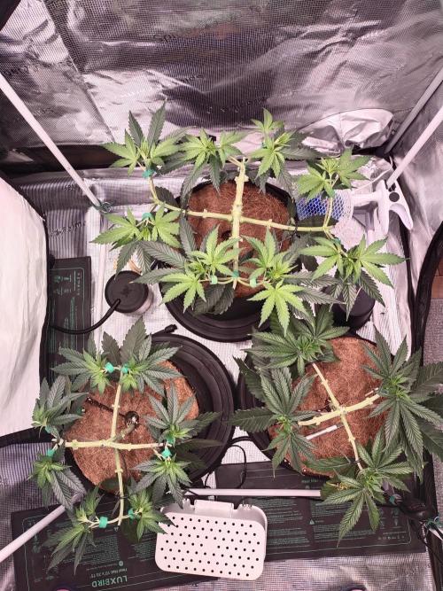 Bruce Banner#3. Week 6