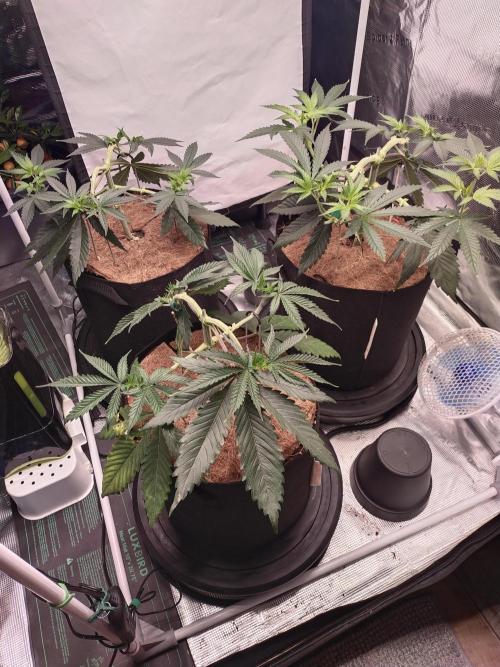 Bruce Banner#3. Week 6