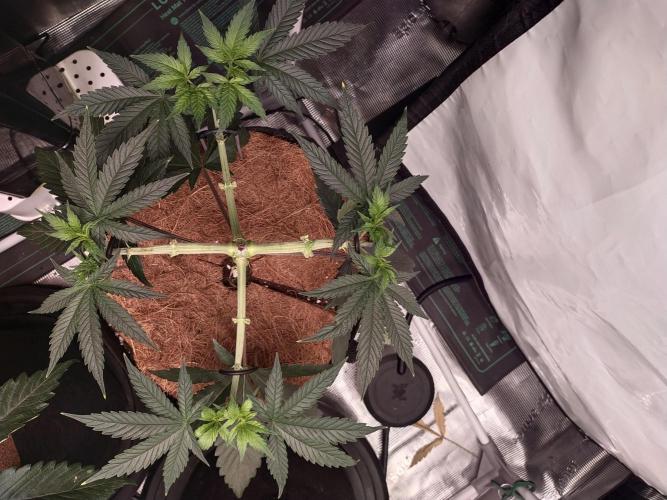 Bruce Banner#3. Week 6