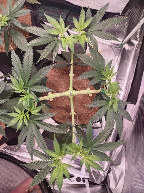 Bruce Banner#3. Week 6