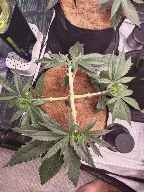 Bruce Banner#3. Week 6