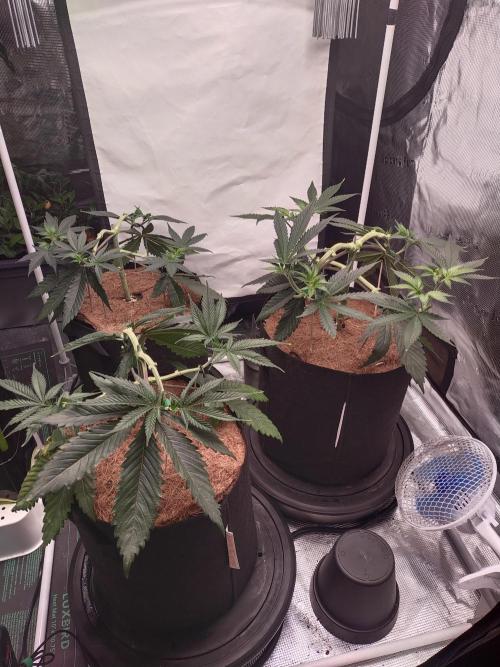 Bruce Banner#3. Week 6