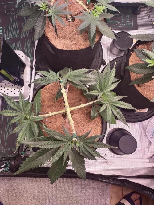 Bruce Banner#3. Week 6