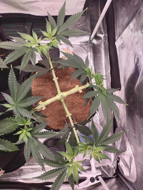 Bruce Banner#3. Week 6
