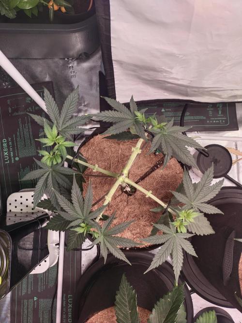 Bruce Banner#3. Week 6