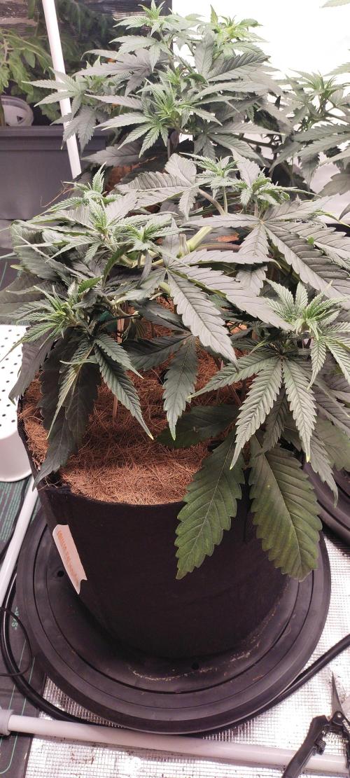Bruce Banner#3. Week 6