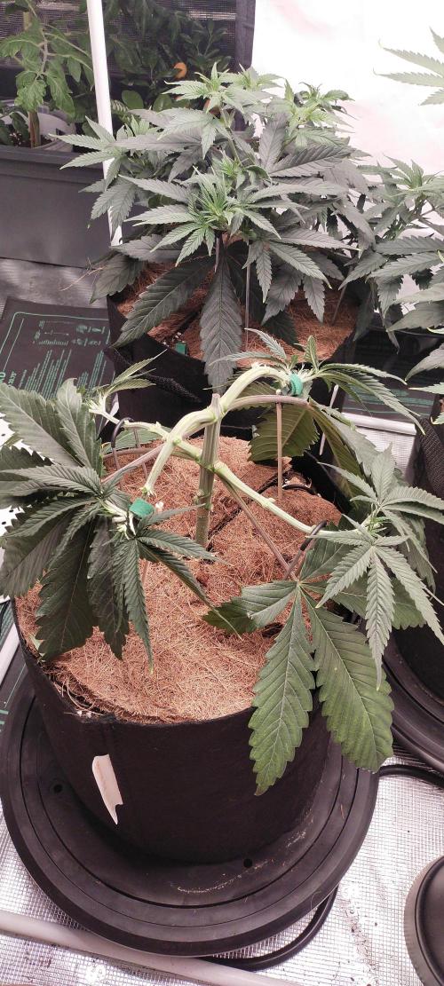 Bruce Banner#3. Week 6