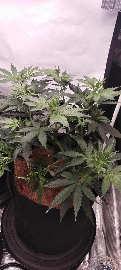 Bruce Banner#3. Week 6