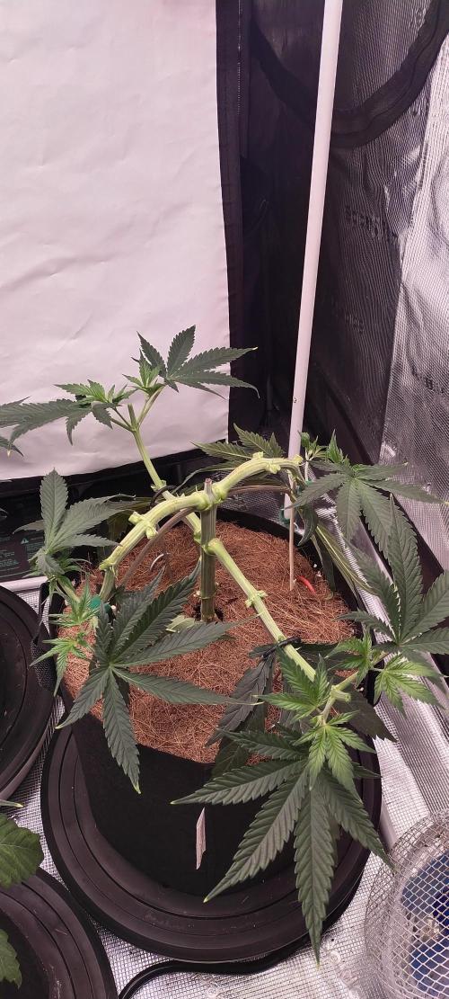 Bruce Banner#3. Week 6
