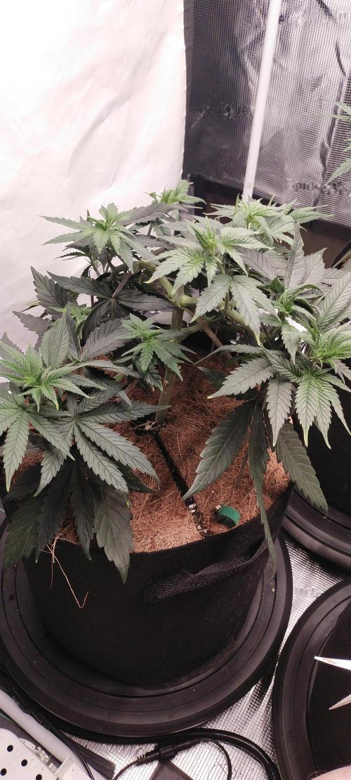 Bruce Banner#3. Week 6