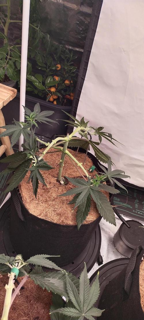 Bruce Banner#3. Week 6