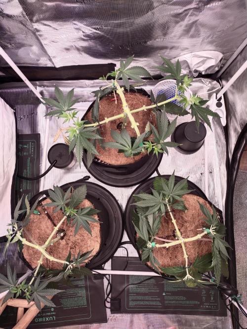 Grow Tent 5'x5'x6.5' (150cm x 150cm x 200cm). Week 6