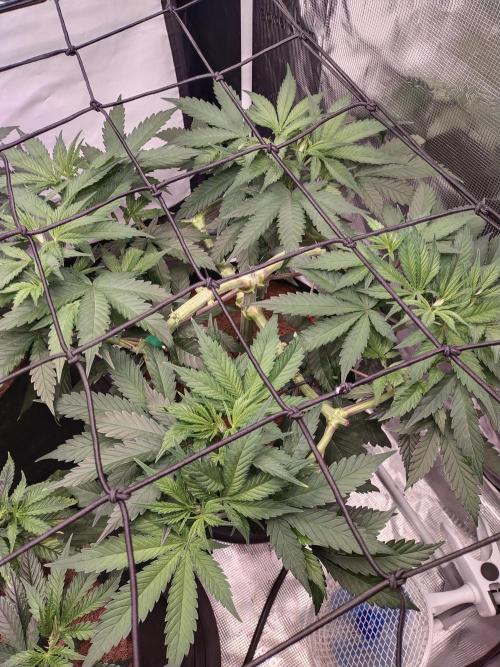 Bruce Banner#3. Week 7