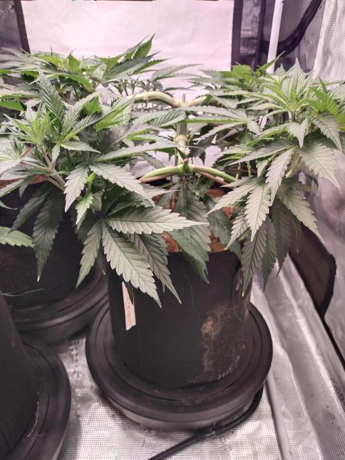 Bruce Banner#3. Week 7