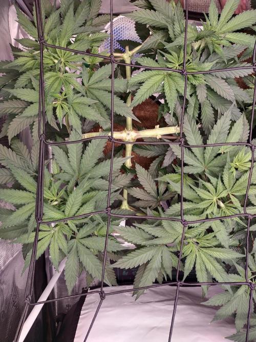 Bruce Banner#3. Week 7