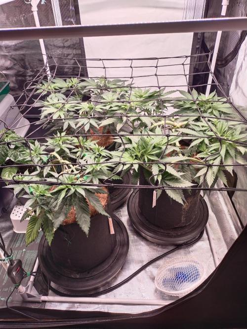 Bruce Banner#3. Week 7