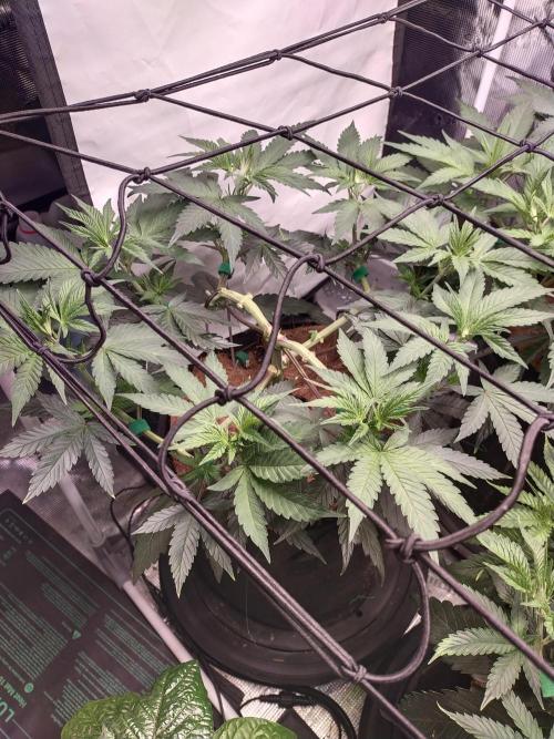 Bruce Banner#3. Week 7