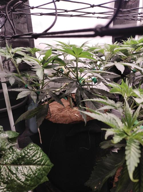 Bruce Banner#3. Week 7