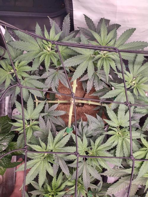 Bruce Banner#3. Week 7