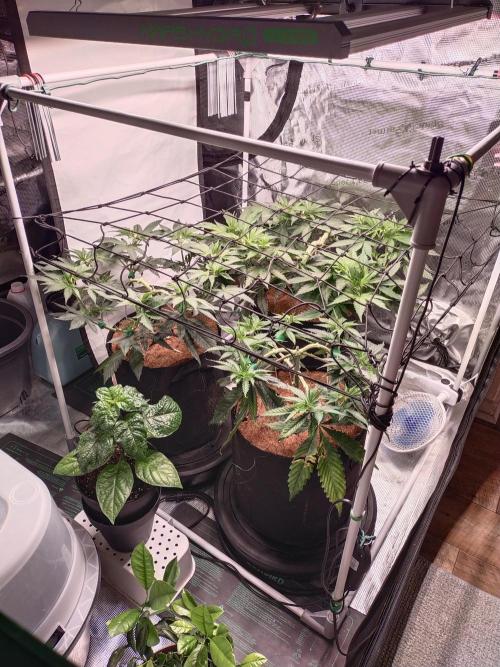 Bruce Banner#3. Week 7