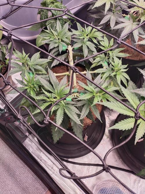 Bruce Banner#3. Week 7