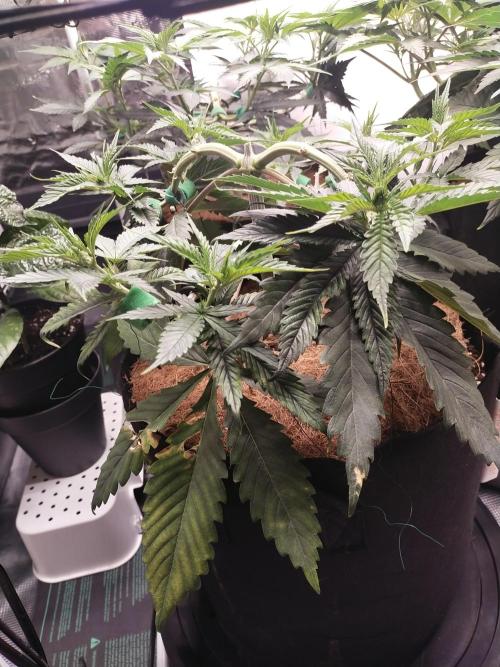 Bruce Banner#3. Week 7