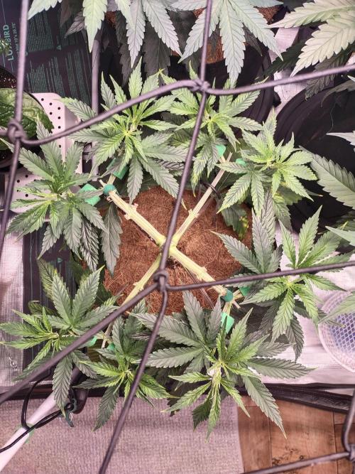 Bruce Banner#3. Week 7