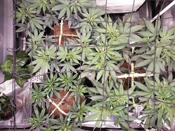 Bruce Banner#3. Week 7