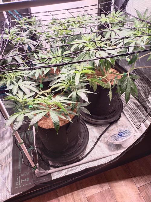 Bruce Banner#3. Week 8