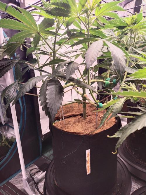 Bruce Banner#3. Week 8