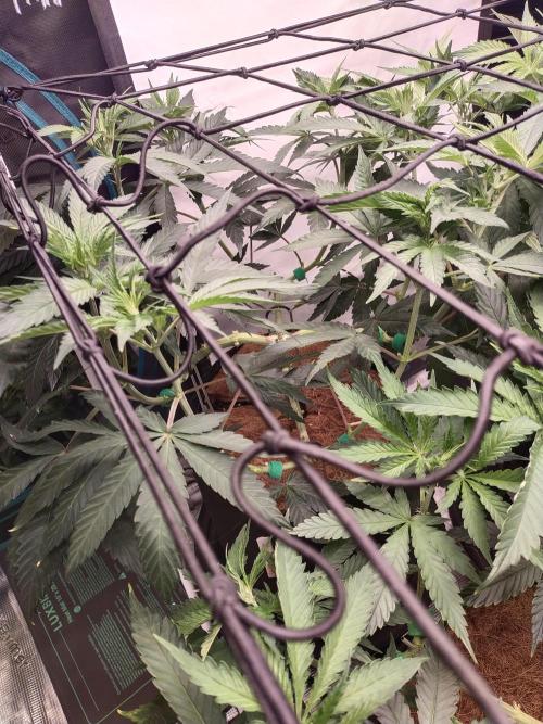 Bruce Banner#3. Week 8