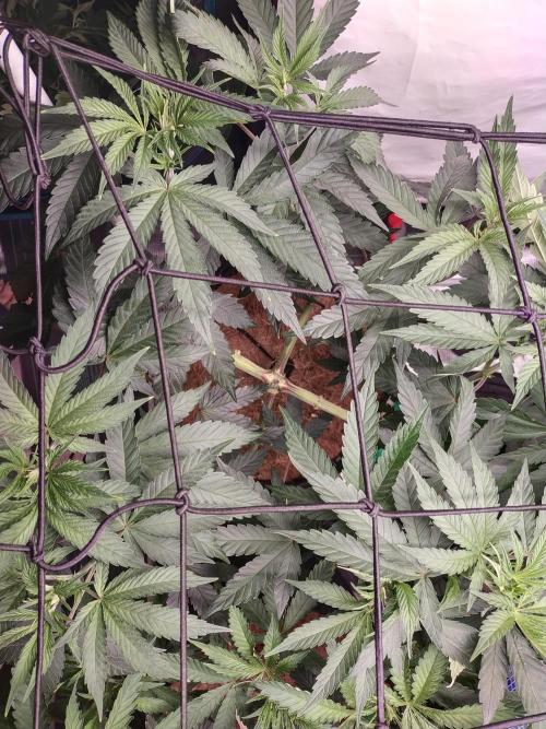 Bruce Banner#3. Week 8