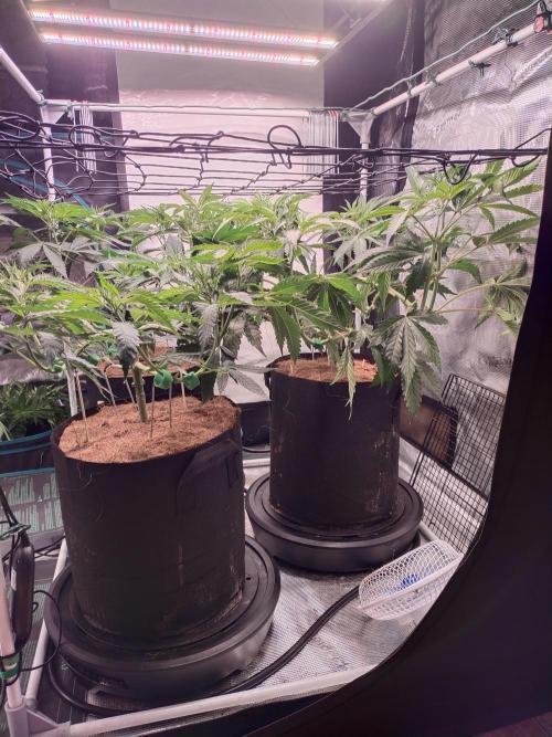 Bruce Banner#3. Week 8