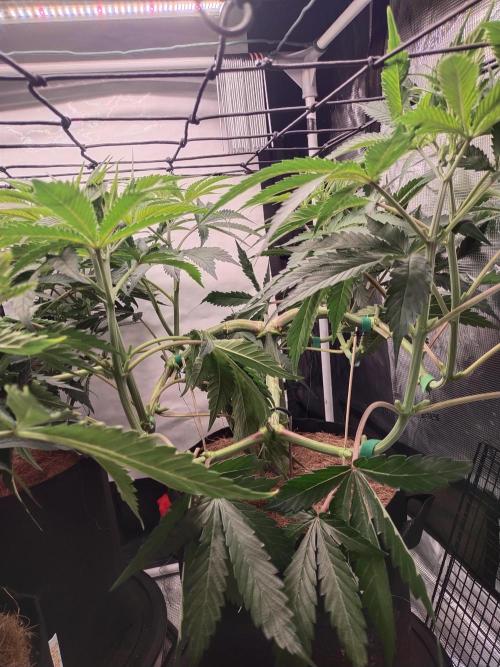 Bruce Banner#3. Week 8